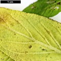 SpeciesSub: subsp. exasperatum
